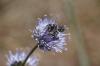 Osmia sp.